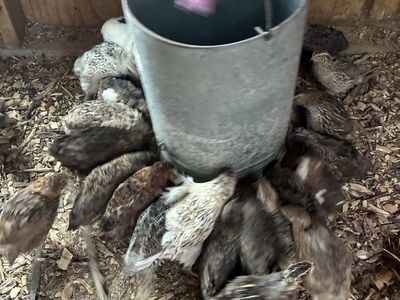 Coturnix Quail