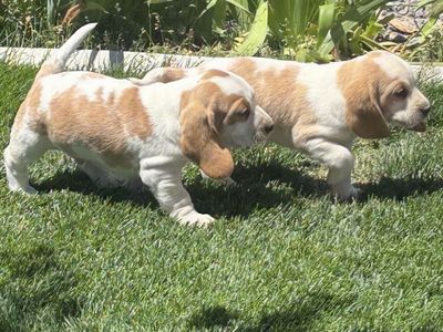 Basset Aussie Puppies
