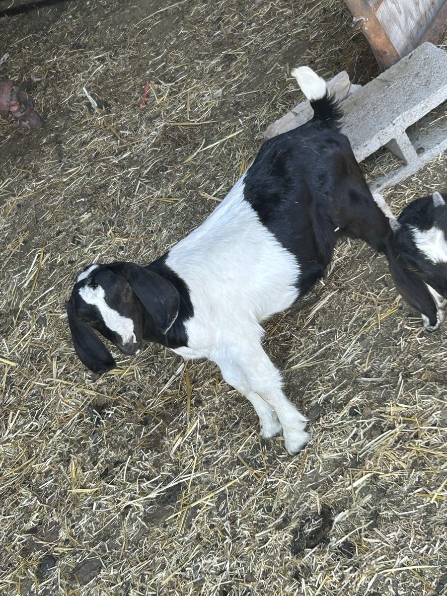 Boar and lamancha buckling