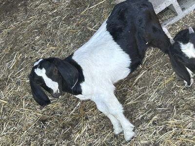 Boar and lamancha buckling