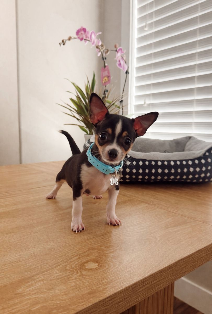 Meet Ziggy-Tiny Chihuahua Puppy