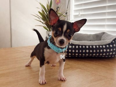 Meet Ziggy-Tiny Chihuahua Puppy