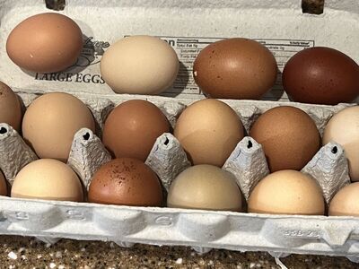 fresh chicken eggs