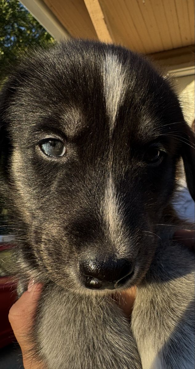 Husky labs