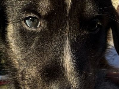 Husky labs