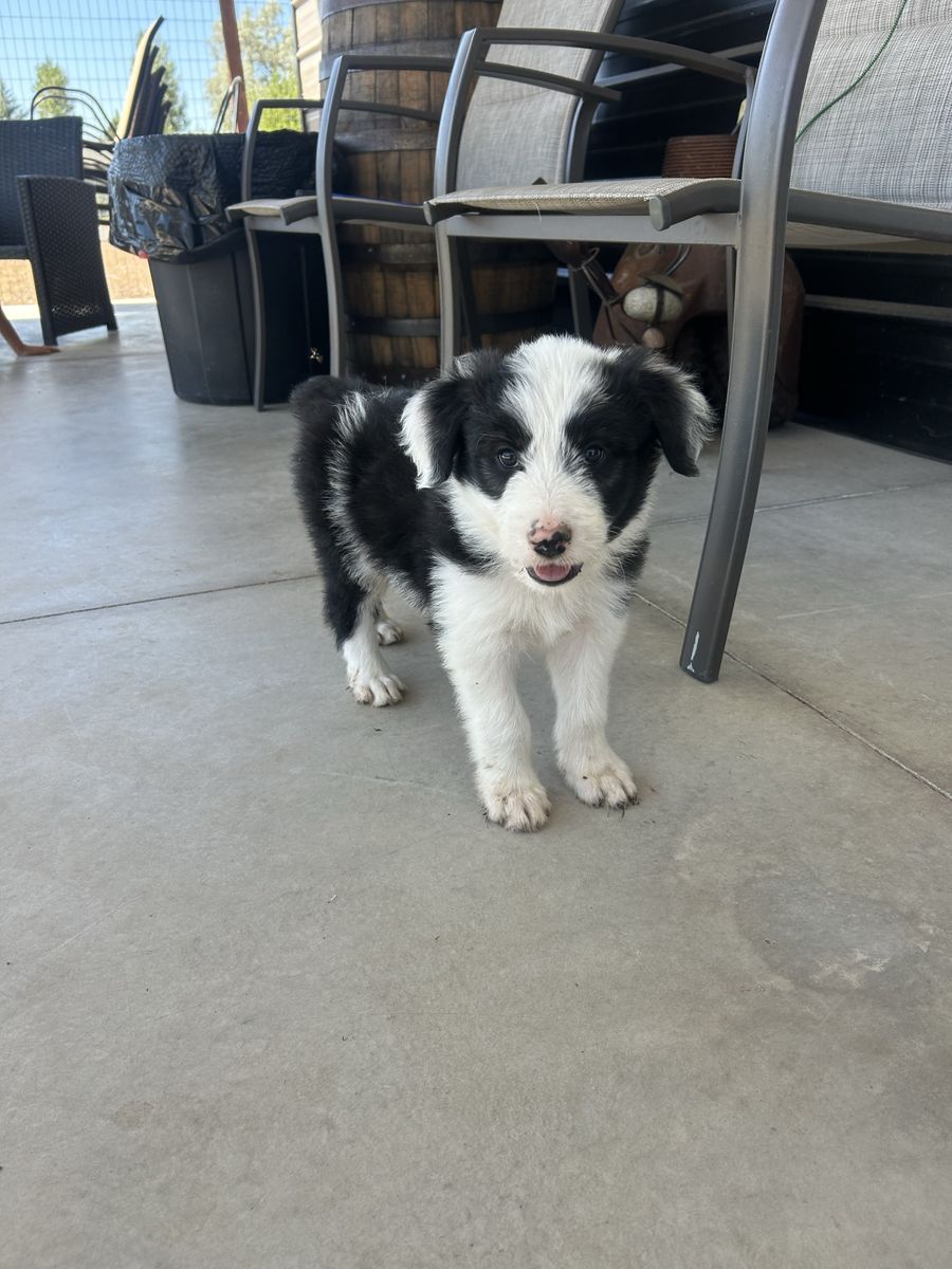 Aussie Doodle Puppy