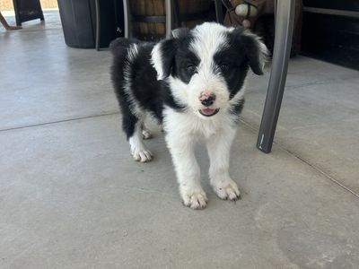 Aussie Doodle Puppy