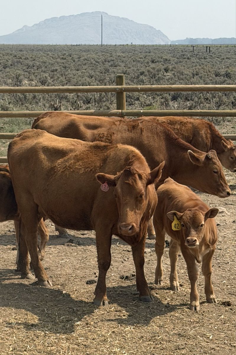 Red Wagyu Cow/Calf Pairs – Exposed to Registered Red Akaushi Bull