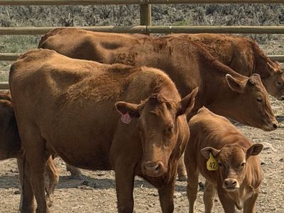 Red Wagyu Cow/Calf Pairs – Exposed to Registered Red Akaushi Bull