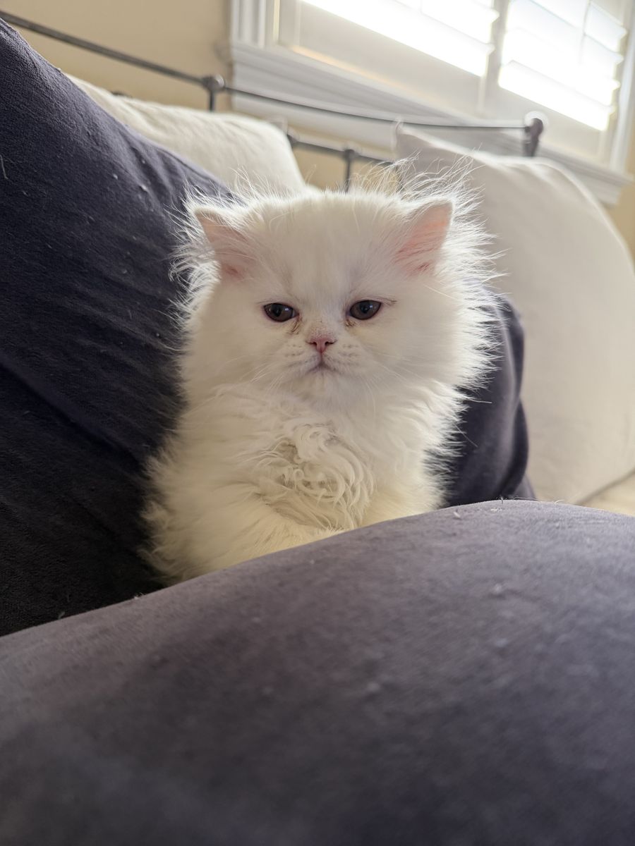Persian kittens