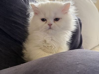Persian kittens