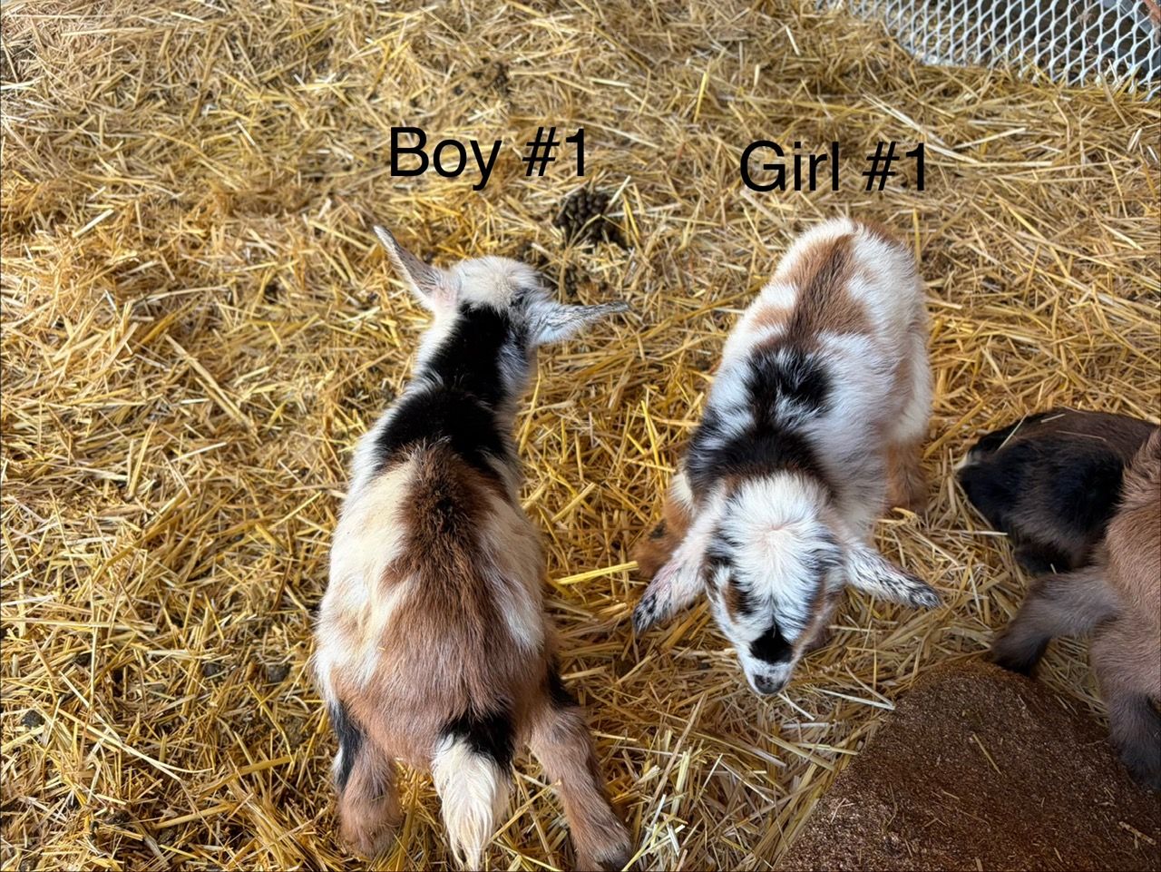 Registered Nigerian Dwarf Goats boys and girls