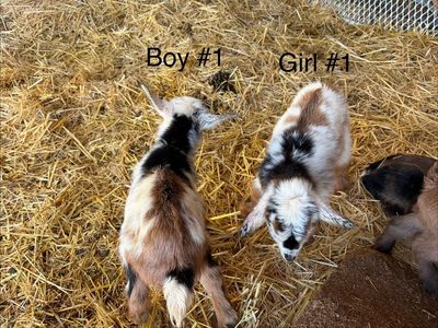 Registered Nigerian Dwarf Goats boys and girls