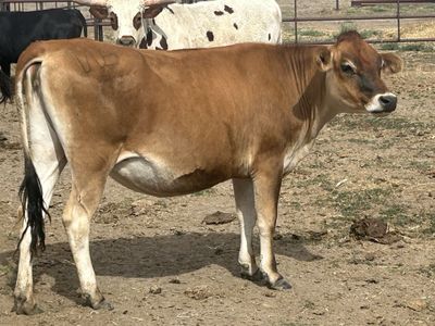 Nice Jersey heifers