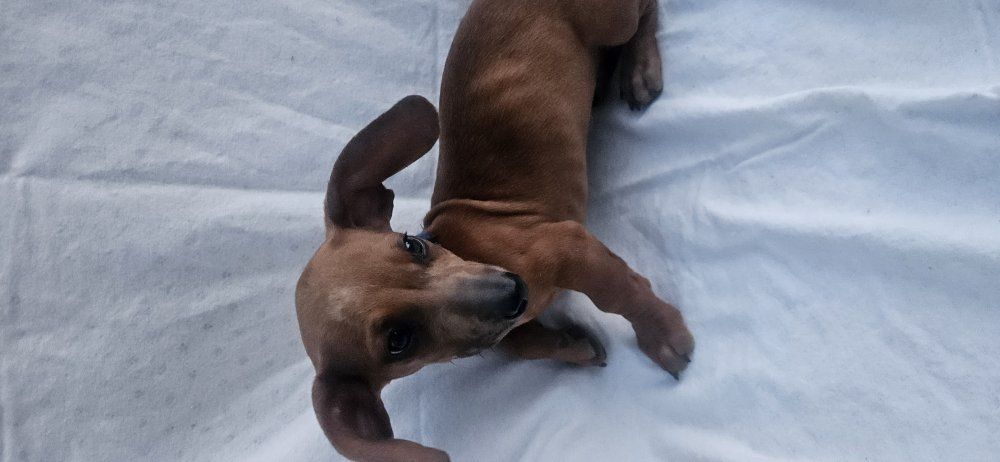 dachshund puppy male