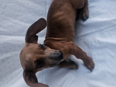 dachshund puppy male