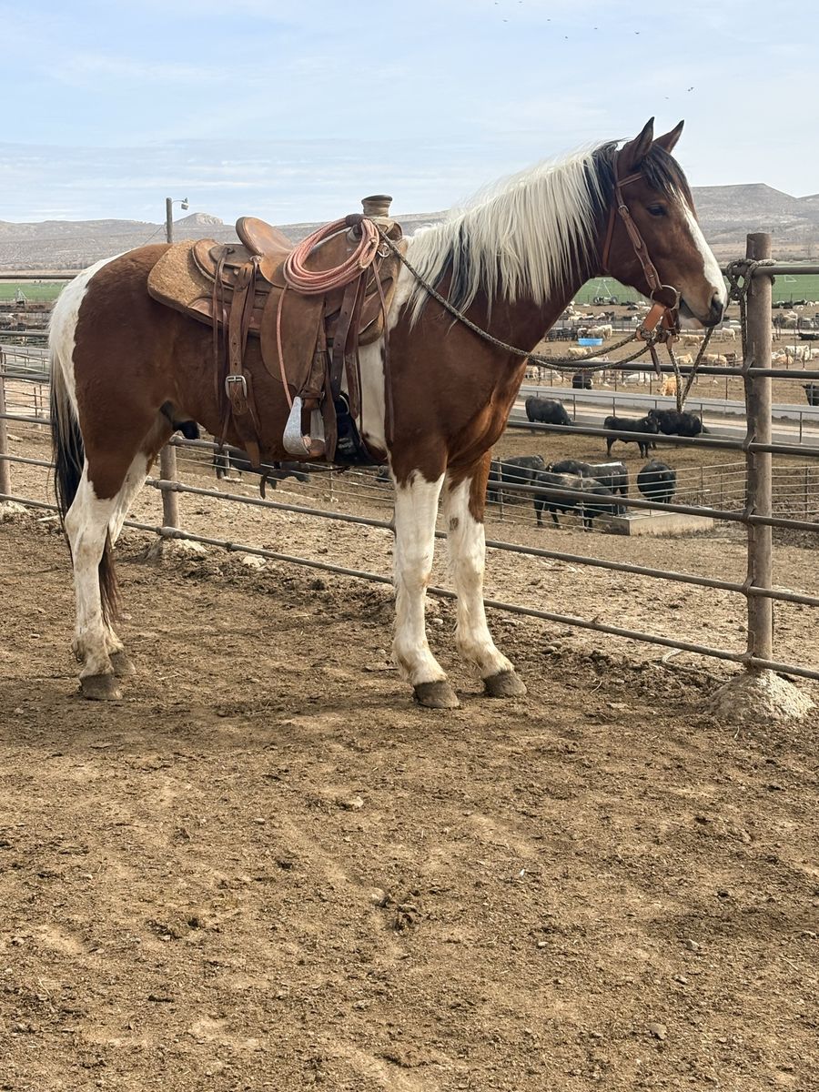 3 year old grade gelding