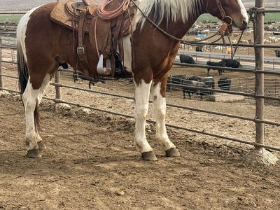 3 year old grade gelding