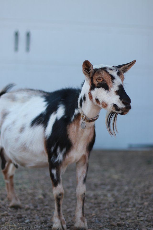 ADGA Nigerian Dwarf Doe