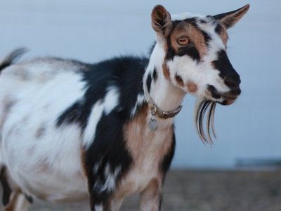 ADGA Nigerian Dwarf Doe