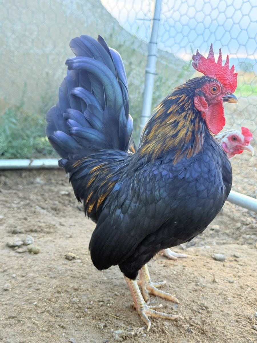 Serama Rooster looking a new coop