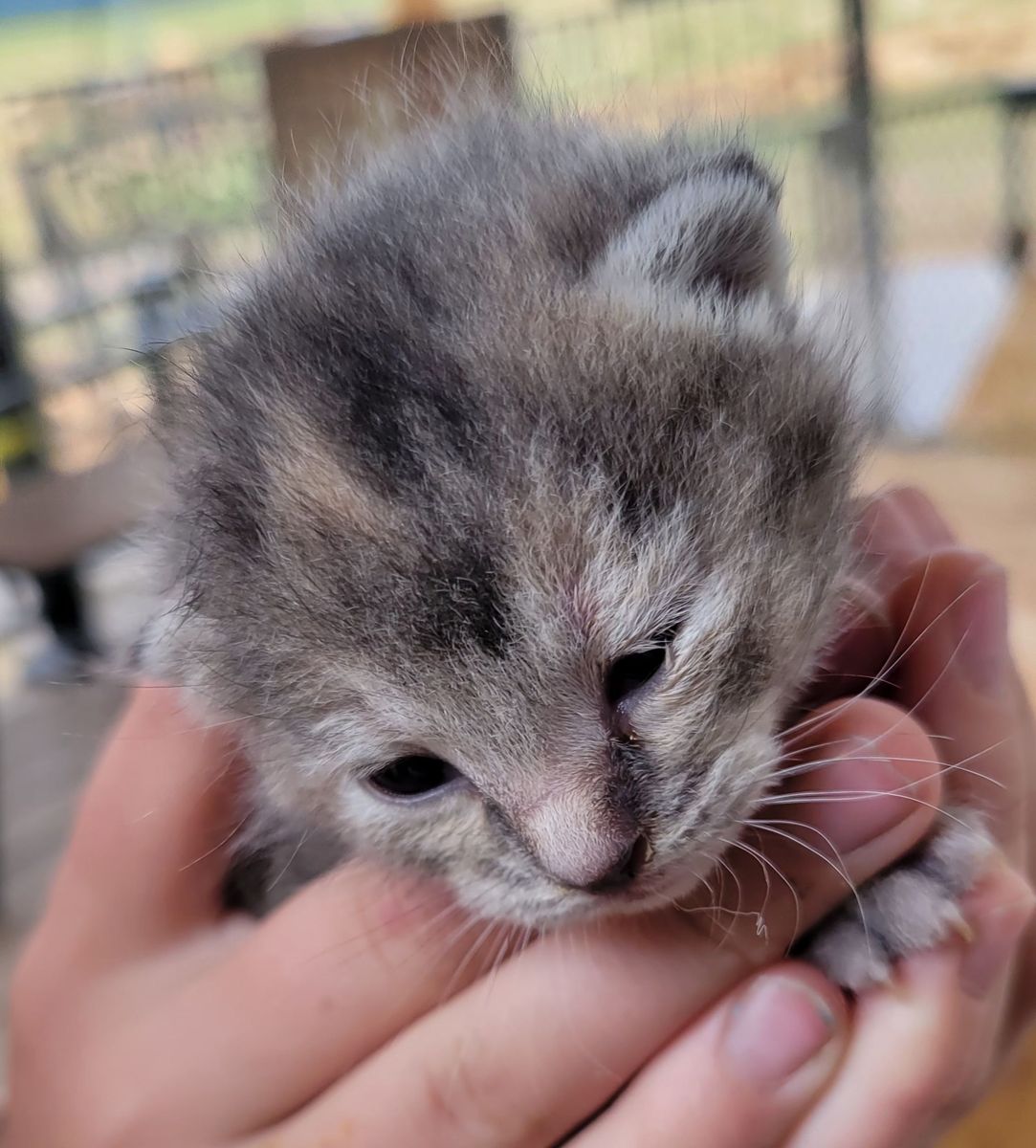 Ragdoll Mix Kittens