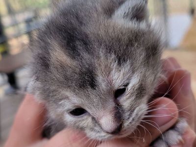 Ragdoll Mix Kittens
