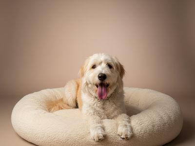 English Sheepdog/Great Pyrenees Mix