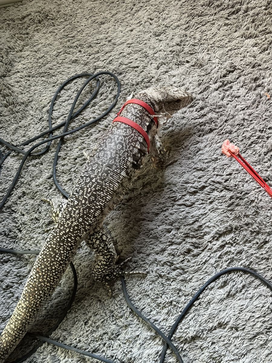 Pink panther tegu