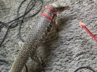 Pink panther tegu
