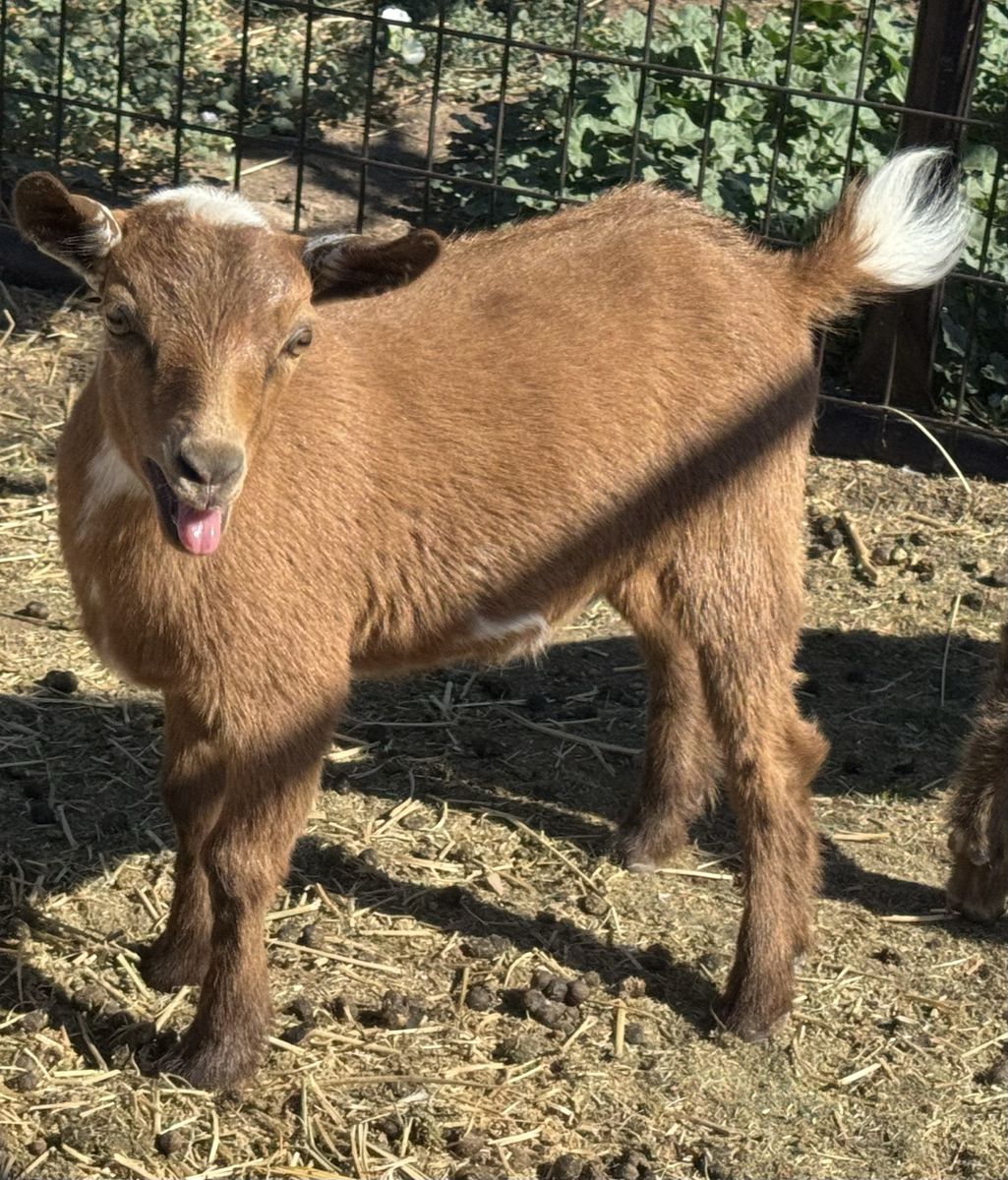 Beautiful Nigerian Dwarf Doe