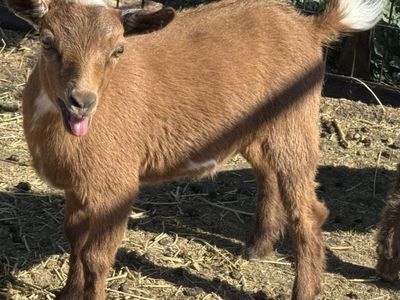 Beautiful Nigerian Dwarf Doe