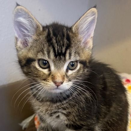 Hello my name is Ana Lee