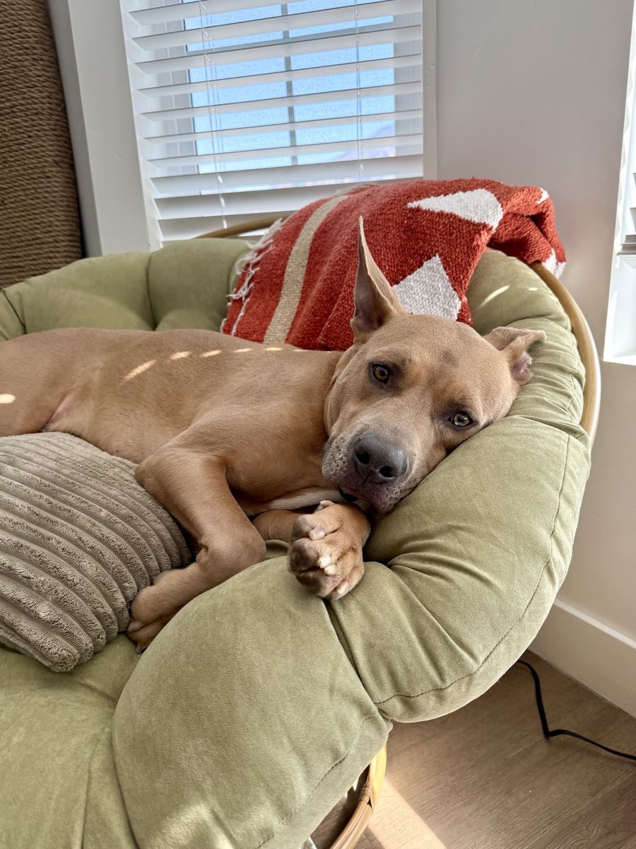 Koda still needs a special person