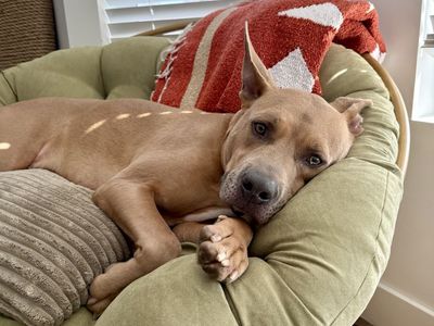 Koda still needs a special person