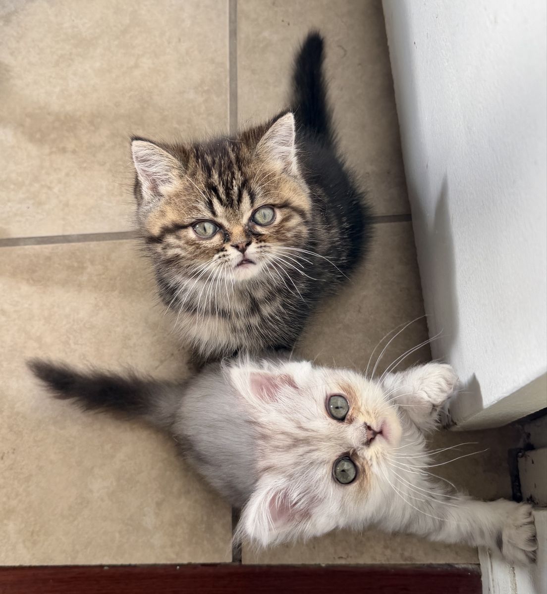 Exotic Shorthair Persian Kittens
