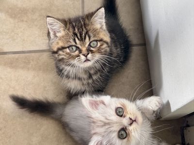 Exotic Shorthair Persian Kittens