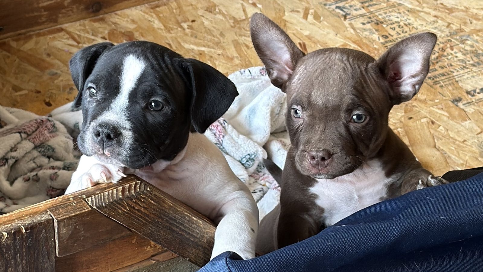 American Bully Puppies