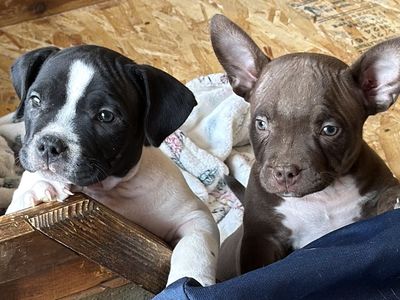 American Bully Puppies