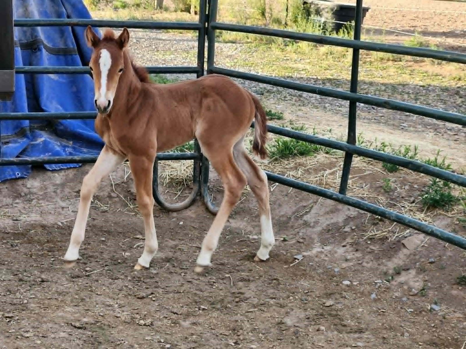 2026 Dun Horse Colt