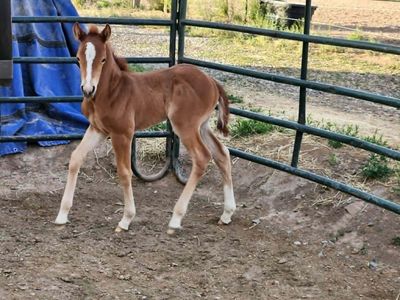 2026 Dun Horse Colt