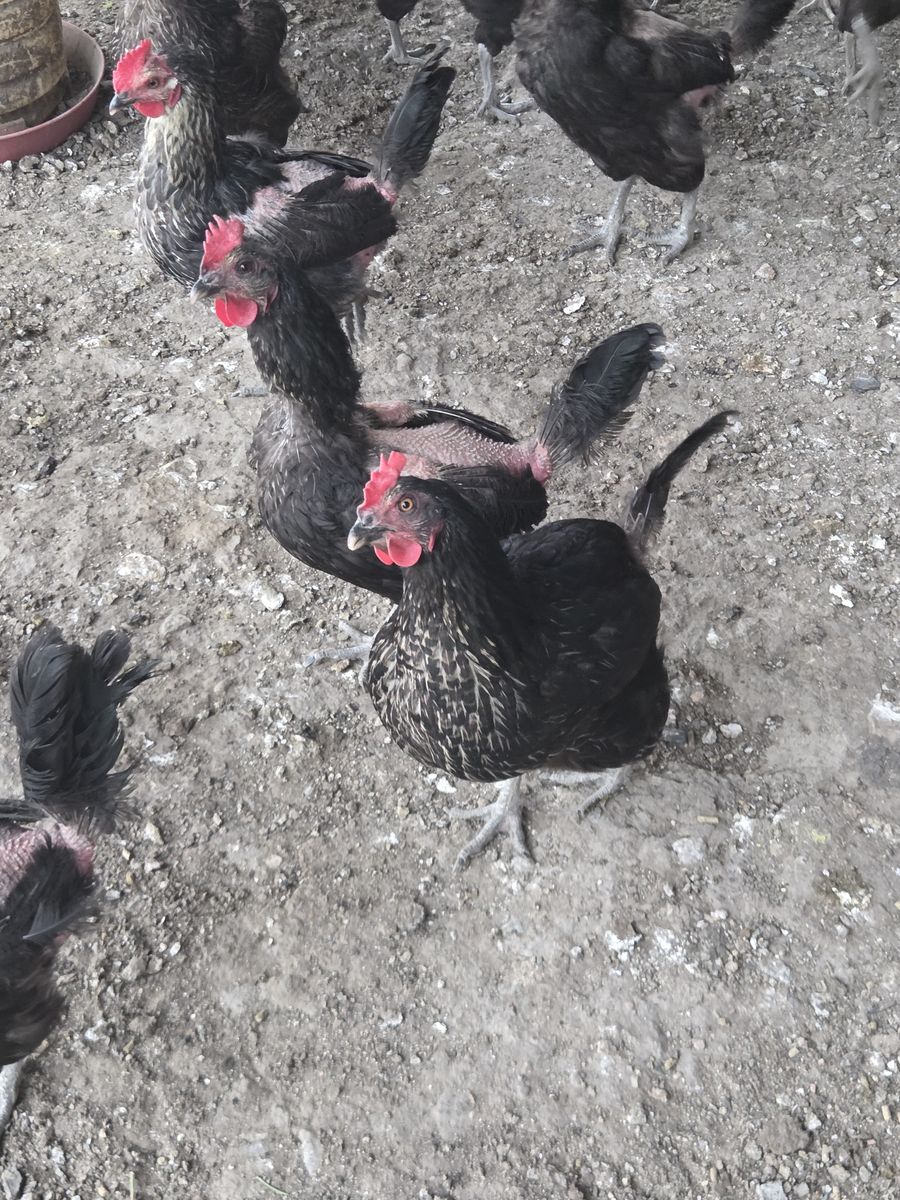 Chickens Laying Hens