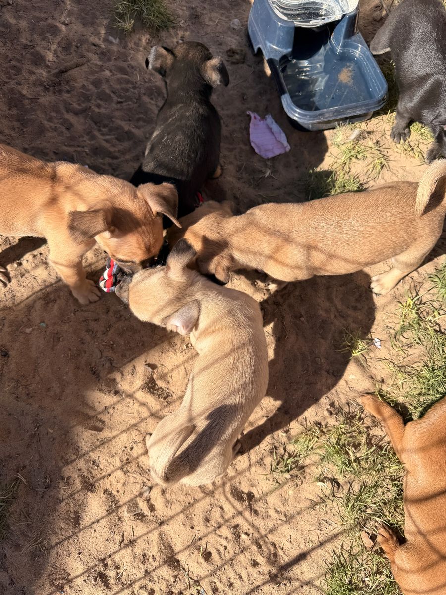 Mixed puppies