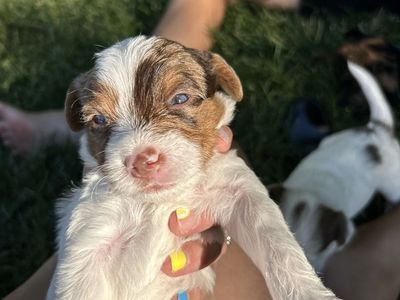 Adorable Morkie Poo - Yorkie Maltese Poodle Mix Puppies - Almost Ready for Their Forever Homes!