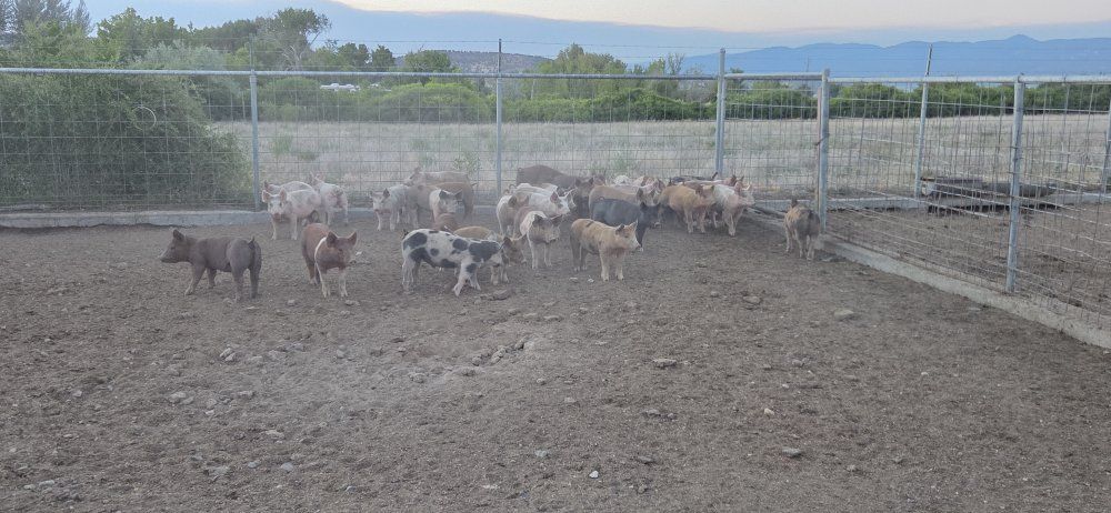 feeder/roaster pigs