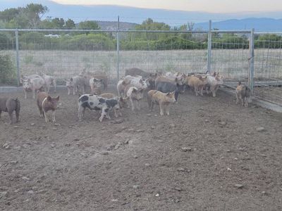 feeder/roaster pigs