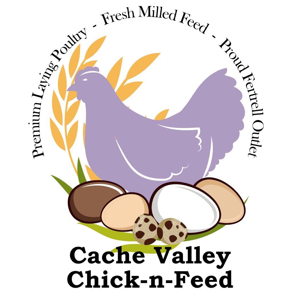 SexLink Orpington Chicks, NPIP Cert Breeder