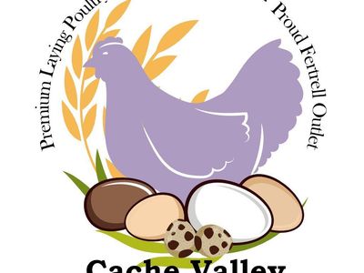 SexLink Orpington Chicks, NPIP Cert Breeder