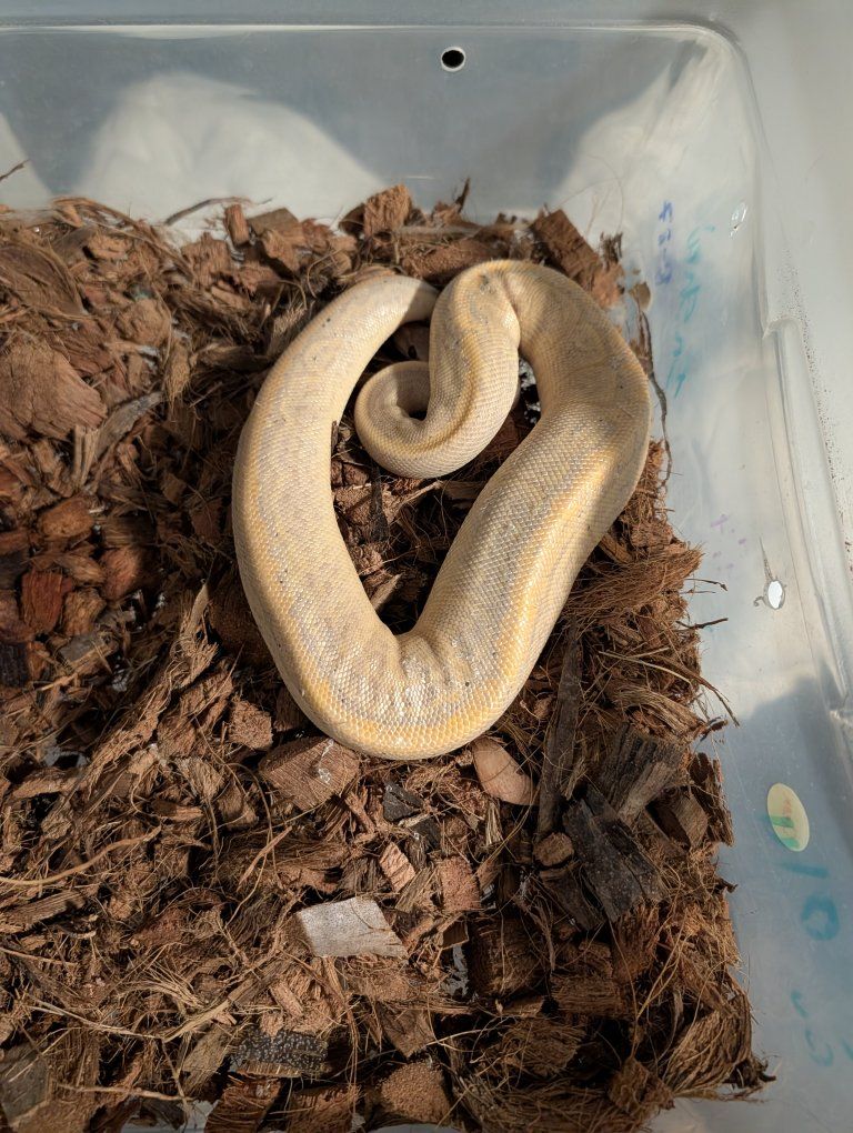juvenile banana cinnapin ball python