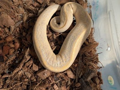 juvenile banana cinnapin ball python